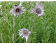 Berkheya purpurea