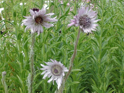 Berkheya purpurea