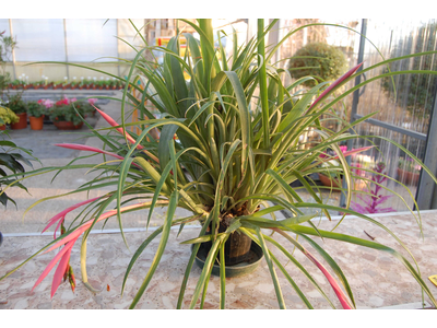 Billbergia nutans