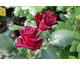 Rosa Black Baccara