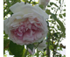 Rosa Blairi II