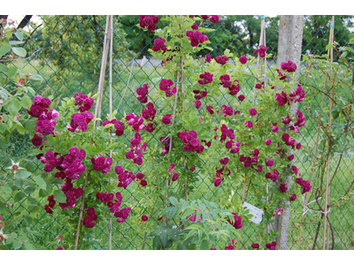 Rosa