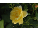 Rosa Blythe Spirit