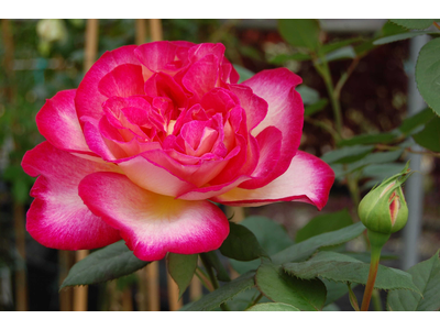 Rosa