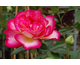 Rosa Bolchoi Gpt