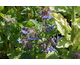 Borago officinalis - Borragine 