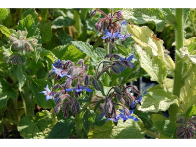 Borago officinalis - Borragine