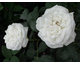 Rosa Boule de Neige