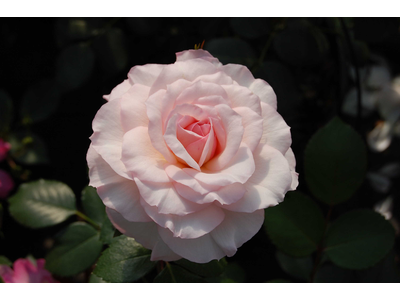 Rosa