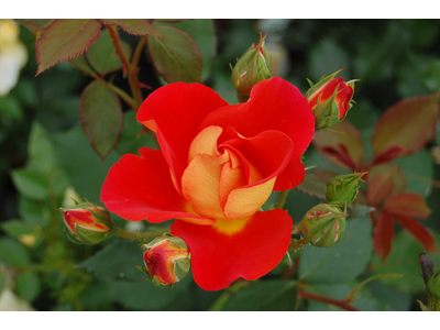 Rosa