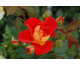 Rosa Bright and Breezy