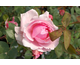 Rosa Brother Cadfael