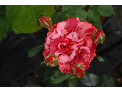 Rosa