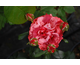Rosa Brownie