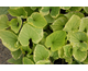 Brunnera macrophylla Hadspen Cream