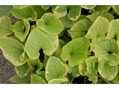 Brunnera macrophylla