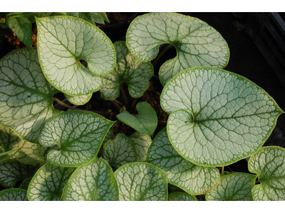 Brunnera macrophylla