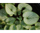 Brunnera macrophylla