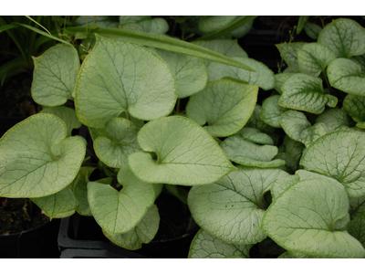 Brunnera macrophylla