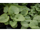 Brunnera macrophylla Looking Glass ®