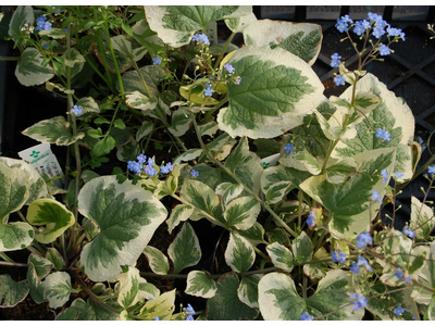 Brunnera macrophylla