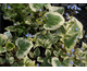 Brunnera macrophylla Variegata