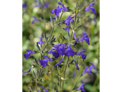 Salvia greggii