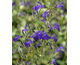Salvia greggii Blue Note ®