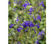 Salvia greggii