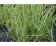 Calamagrostis acutiflora Overdam