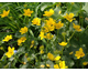 Caltha palustris 
