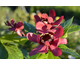 Calycanthus floridus Aphrodite ® Noble