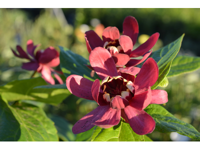 Calycanthus floridus