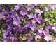 Campanula carpatica Deep Blue Clips