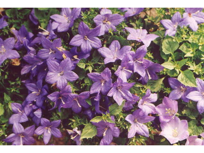 Campanula carpatica
