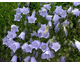 Campanula cochleariifolia Bavaria Blue