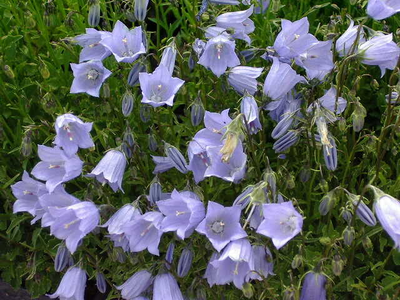 Campanula cochleariifolia