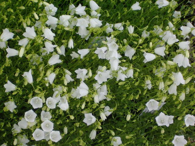 Campanula cochleariifolia