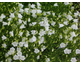 Campanula cochleariifolia Bavaria White