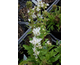 Campanula glomerata Bellefleur White ®