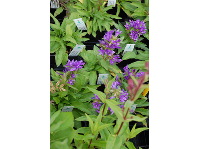 Campanula glomerata var. dahurica