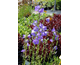 Campanula persicifolia var. grandiflora  Blue Bells