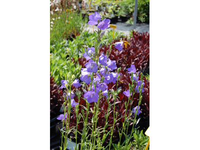 Campanula persicifolia var. grandiflora 