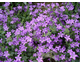 Campanula portenschlagiana  (C. muralis) None