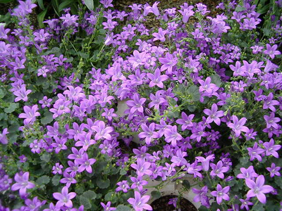 Campanula portenschlagiana  (C. muralis)