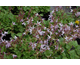 Campanula rotundifolia  Olympica
