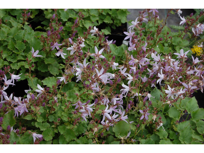 Campanula rotundifolia 