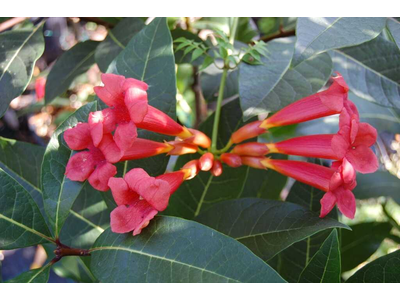 Campsis radicans