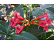 Campsis radicans Flamenco