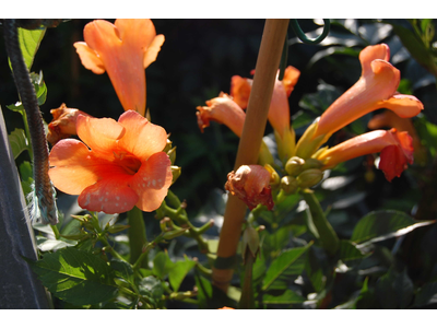 Campsis x tagliabuana